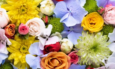 Makna Warna Bunga Dalam Berbagai Budaya