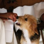 Tips Melatih Anak Anjing Sejak Dini dengan Cara yang Tepat
