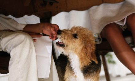 Tips Melatih Anak Anjing Sejak Dini dengan Cara yang Tepat