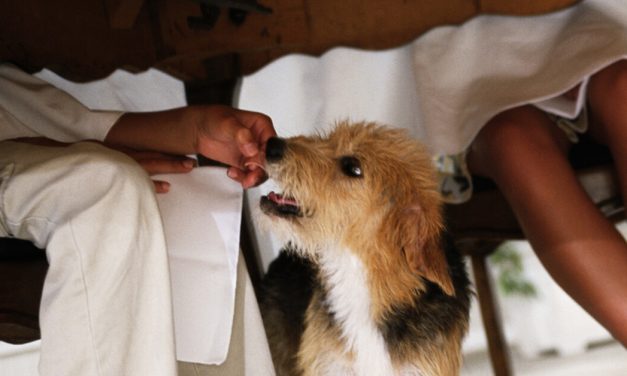 Tips Melatih Anak Anjing Sejak Dini dengan Cara yang Tepat