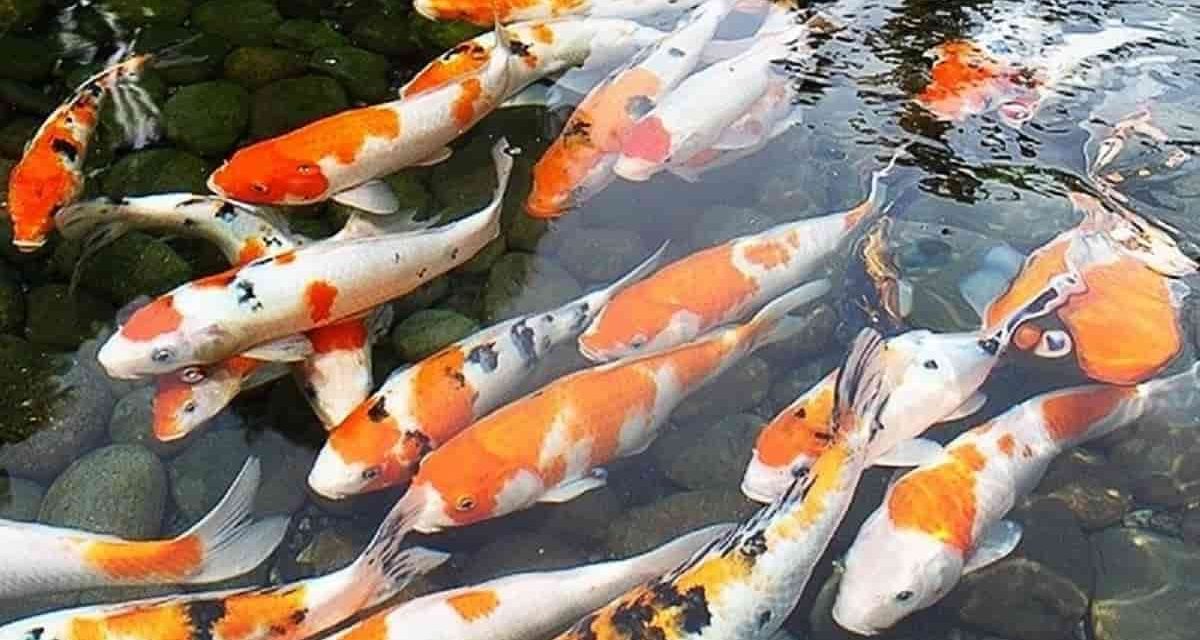 Cara Sukses Membesarkan Ikan Koi Berkualitas Tinggi