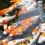 Cara Sukses Membesarkan Ikan Koi Berkualitas Tinggi