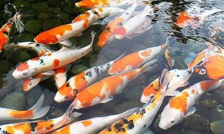 Cara Sukses Membesarkan Ikan Koi Berkualitas Tinggi