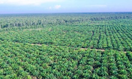 Dampak Lingkungan Perkebunan Sawit Dan Upaya Keberlanjutan