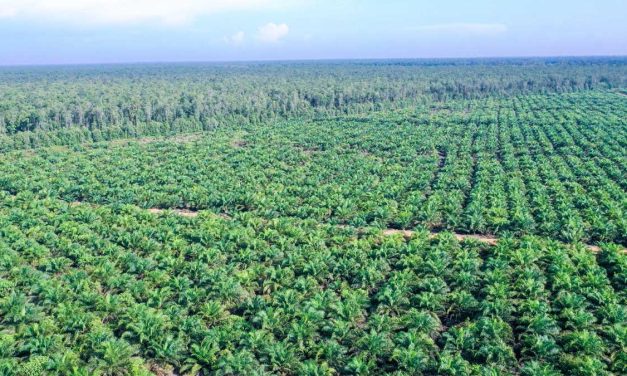 Dampak Lingkungan Perkebunan Sawit Dan Upaya Keberlanjutan