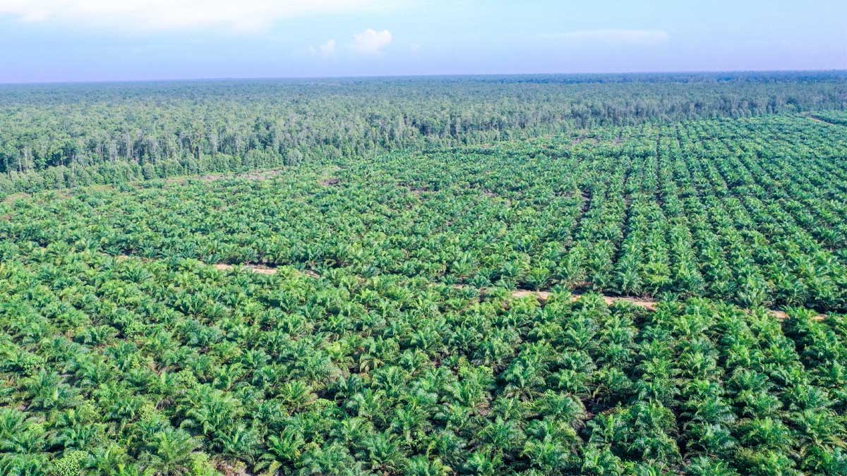 Dampak Lingkungan Perkebunan Sawit Dan Upaya Keberlanjutan