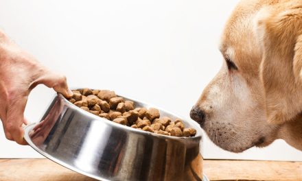 Makanan Terbaik Untuk Anjing Agar Tetap Sehat Dan Aktif