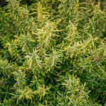 Manfaat Rosemary Untuk Rambut, Kulit, Dan Kesehatan Tubuh