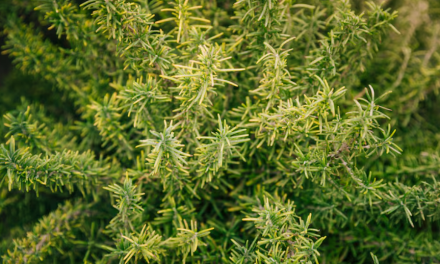 Manfaat Rosemary Untuk Rambut, Kulit, Dan Kesehatan Tubuh