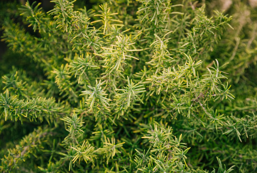 Manfaat Rosemary Untuk Rambut, Kulit, Dan Kesehatan Tubuh