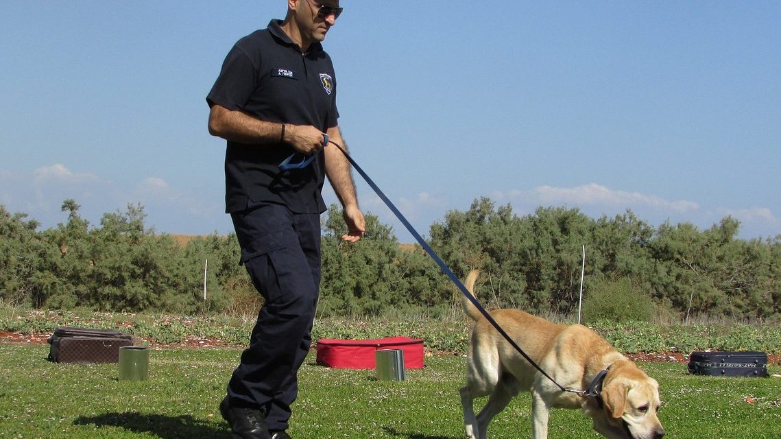 Pelatihan Khusus Anjing K9: Dari Dasar hingga Tugas Lapangan