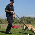 Pelatihan Khusus Anjing K9: Dari Dasar hingga Tugas Lapangan