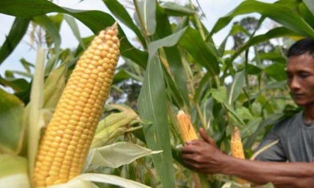 Peluang Usaha Budidaya Jagung: Prospek Dan Keuntungannya