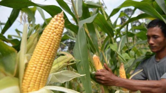 Peluang Usaha Budidaya Jagung: Prospek Dan Keuntungannya
