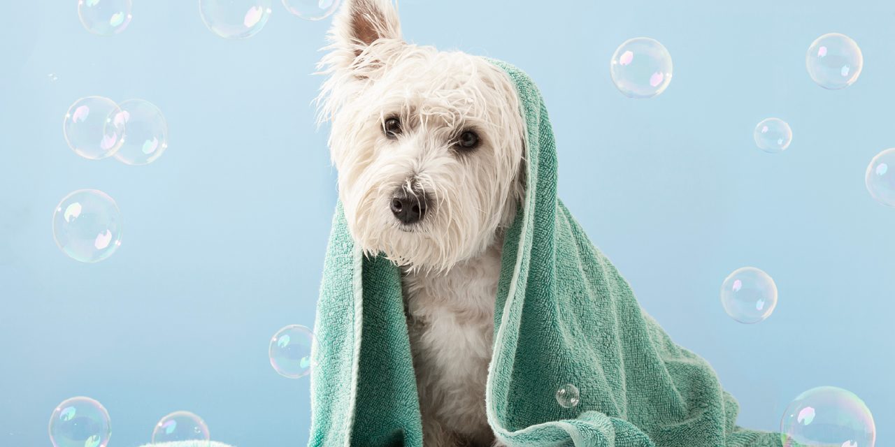 Pentingnya Grooming Anjing Untuk Kesehatan Dan Kebersihan