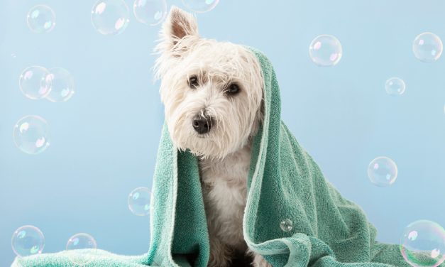 Pentingnya Grooming Anjing Untuk Kesehatan Dan Kebersihan