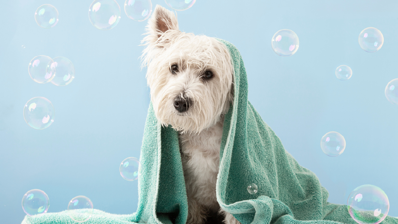 Pentingnya Grooming Anjing Untuk Kesehatan Dan Kebersihan