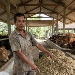 Pakan Fermentasi Untuk Sapi Yang Efektif Menambah Bobot