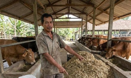 Pakan Fermentasi Untuk Sapi Yang Efektif Menambah Bobot