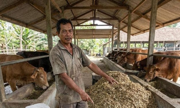 Pakan Fermentasi Untuk Sapi Yang Efektif Menambah Bobot