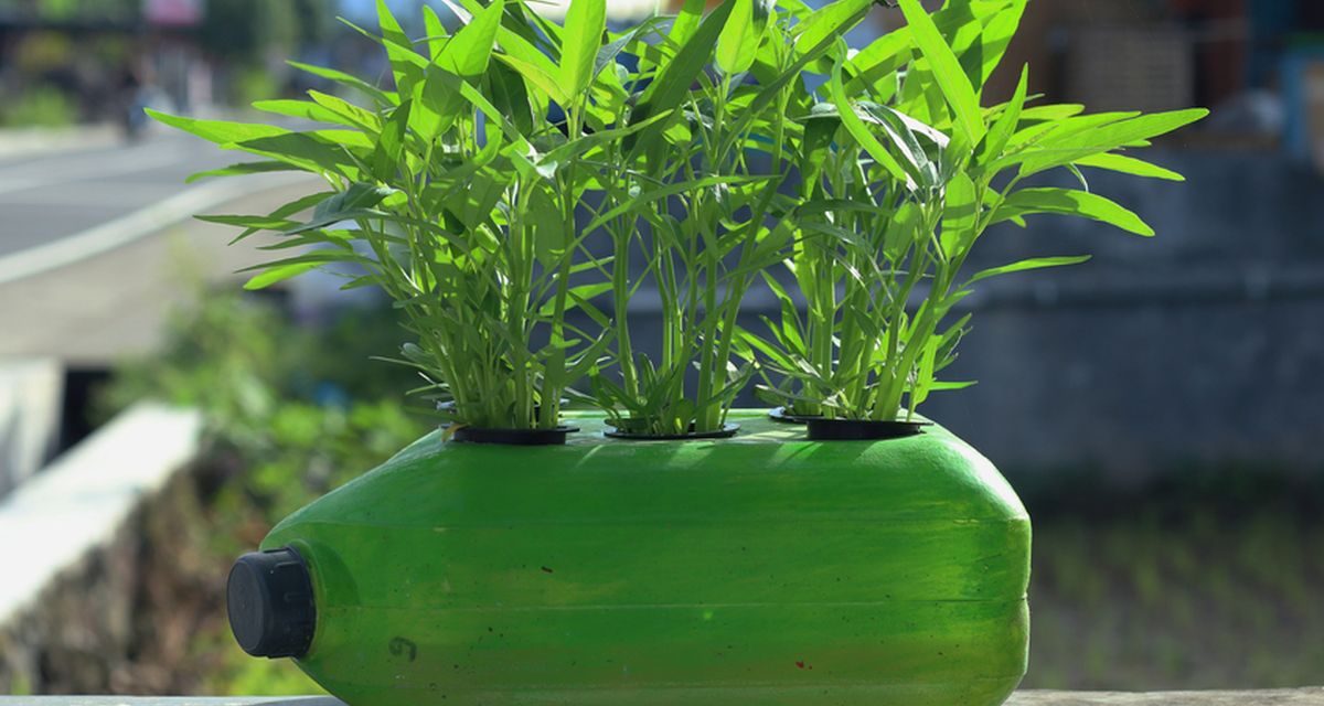 Cara Mudah Budidaya Kangkung Dengan Sistem Hidroponik