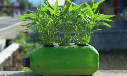 Cara Mudah Budidaya Kangkung Dengan Sistem Hidroponik