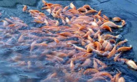 Panduan Lengkap Budidaya Ikan Air Tawar Untuk Pemula