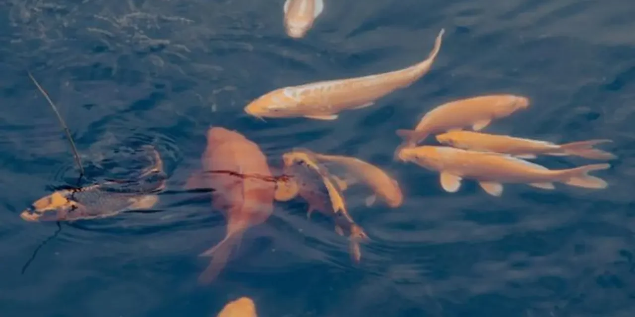 Panduan Mengelola Ikan Mas Agar Cepat Besar Dan Sehat