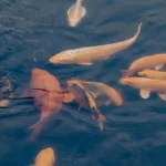 Panduan Mengelola Ikan Mas Agar Cepat Besar Dan Sehat