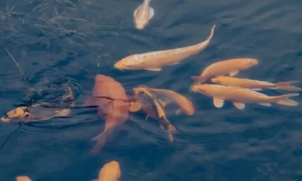 Panduan Mengelola Ikan Mas Agar Cepat Besar Dan Sehat