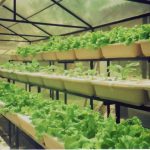 Budidaya Tanaman Hidroponik: Solusi Berkebun Di Lahan Terbatas