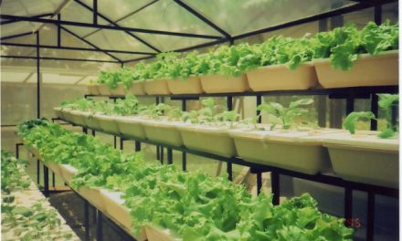 Budidaya Tanaman Hidroponik: Solusi Berkebun Di Lahan Terbatas