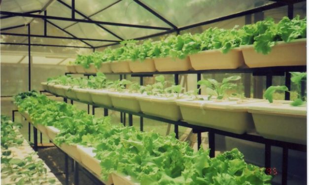 Budidaya Tanaman Hidroponik: Solusi Berkebun Di Lahan Terbatas