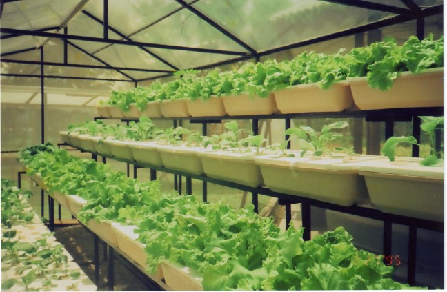 Budidaya Tanaman Hidroponik: Solusi Berkebun Di Lahan Terbatas