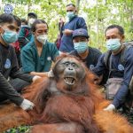 Orangutan Indonesia: Habitat, Perilaku, Dan Tantangan Pelestarian