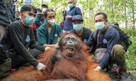 Orangutan Indonesia: Habitat, Perilaku, Dan Tantangan Pelestarian