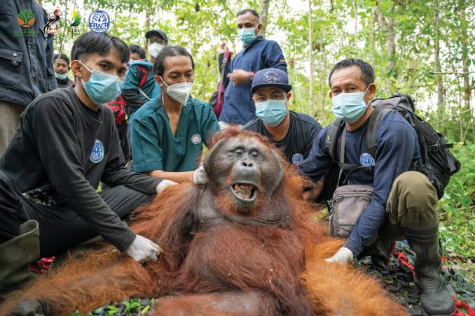 Orangutan Indonesia: Habitat, Perilaku, Dan Tantangan Pelestarian