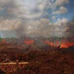 Pencegahan Kebakaran Hutan: Peran Teknologi Pemantauan
