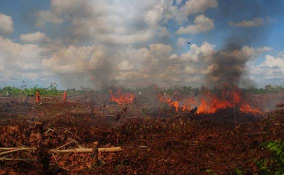 Pencegahan Kebakaran Hutan: Peran Teknologi Pemantauan